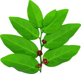 Abstract of fruit and leaves of Star gooseberry on white background. (Scientific name Sauropus androgynus)