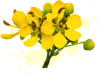 Abstract of Cassod tree or Senna siamea with color spread on white background.