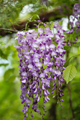 Wisteria blossom in springtime. close up of beautiful Wisteria flower at Garden. warm may weather. Blooming wisteria in spring, internet springtime banner. Spring floral background.