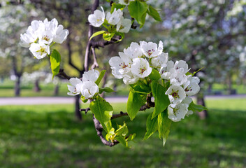 Flowering pear tree in spring garden. White pear flowers.