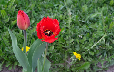 Red poppy tulips blooming in the spring garden. Tulips Gesner's at the beginning of flowering.