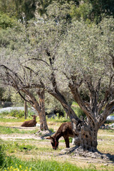 Large olive trees and a donkey in an farm.