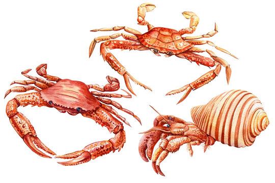 Set crabs on an isolated white background, Watercolor hand drawing illustration
