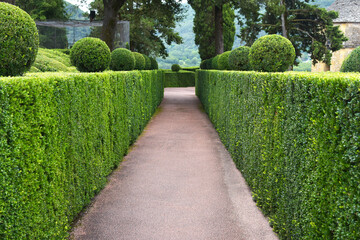jardin et buis taillés - allée