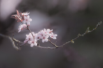 Beautiful Flowers