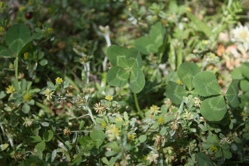 自生の四つ葉のクローバー