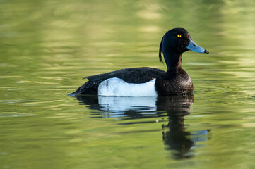 A duck floating on the river