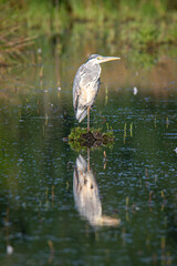 A beautiful grey heron while hunting