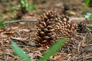 Naklejka na ściany i meble A few cones on the ground in a pine forest