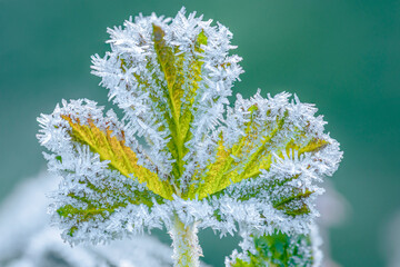Frosted leaves in the park winter time 