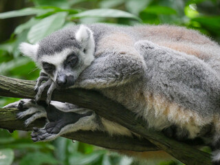 Ring-tailed lemur : The ring tailed lemur (Lemur catta) is a large strepsirrhine primate and the most recognized lemur due to its long, black and white ringed tail.