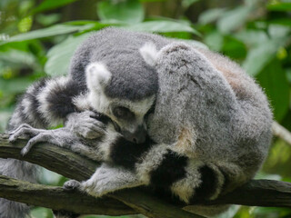 Ring-tailed lemur : The ring tailed lemur (Lemur catta) is a large strepsirrhine primate and the most recognized lemur due to its long, black and white ringed tail.