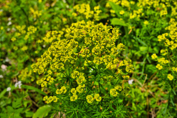 Wild spring flower Euphorbia helioscopia, known as sun spurge and umbrella milkweed, poisonous plant, in May in Germany