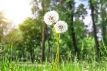 Intertwined dandelions in the park