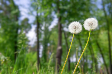 Two dandelions reaching for the light