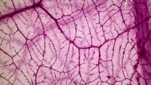Embryology. Allantois (allantoises) - a vascular, extraembryonic membrane of birds, reptiles, and certain mammals that develops as a sac or diverticulum from the ventral wall of the hindgut. 
