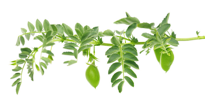 Green chickpea branch isolated on white background. Flowers chickpeas isolated.