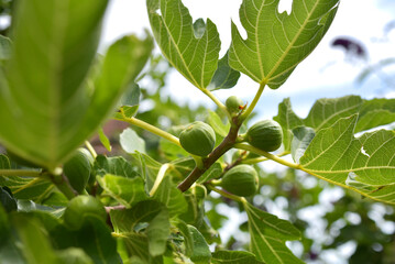 Fototapeta premium figues