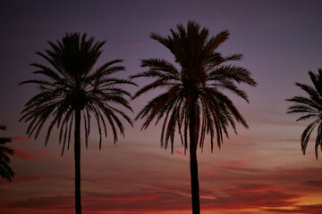 Obraz premium Palm trees against the sunset sky. Stunning palm trees on the street. 