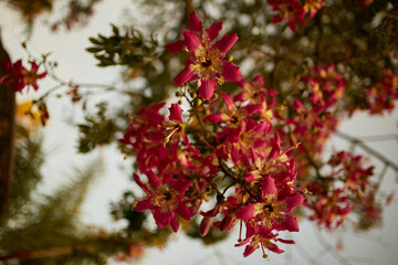 Blooming tree with pink flowers. Barbed tree bark.