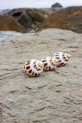 Babylonia areolata is a species of sea snail, a marine gastropod mollusc family Babyloniidae. Shells lie on a sea stone. The color is white with brown geometric spots.