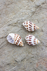 Babylonia areolata is a species of sea snail, a marine gastropod mollusc family Babyloniidae. Shells lie on a sea stone. The color is white with brown geometric spots.