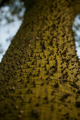 Tree trunk. Spiny tree bark.  