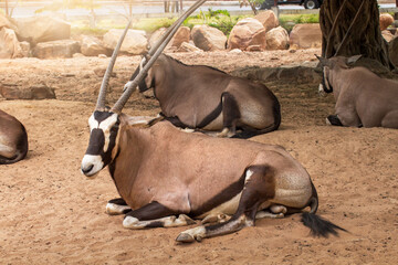 Gemsbok with orange sand. Gemsbok, Oryx gazella, large antelope in nature habitat, Sossusvlei,...