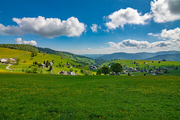 A green and yellow meadow overlooking the valley in the Black Forest National Park Germany