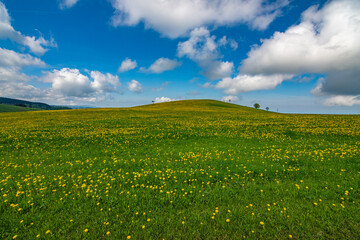 A green and yellow meadow on a small hill with beautiful clouds and blue sky in Black Forest...