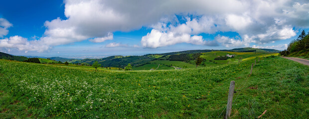 A green meadow overlooking the valley in the Black Forest National Park Germany