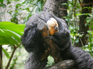 White Faced Saki monkey(Pithecia pithecia), called the Guianan saki and the golden-faced saki, is a species of the New World saki monkey.