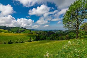 A green and yellow meadow on a small hill with beautiful clouds and blue sky in Black Forest National Park Germany
