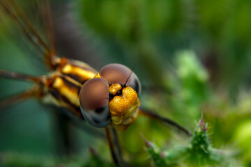 Extreme macro  shots, showing of eyes dragonfly detail. isolated on  background.
