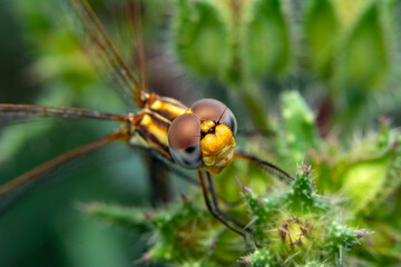 Extreme macro  shots, showing of eyes dragonfly detail. isolated on  background.