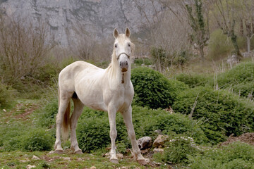 caballo 2