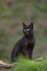Naklejka na ściany i meble gato negro 1