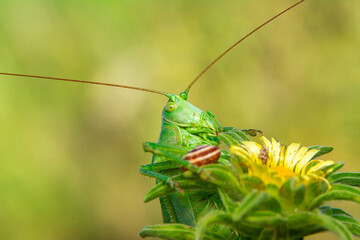 Beautiful Grasshopper macro in green nature 

