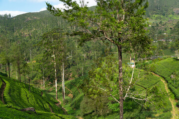 Nuwara Eliya, Sri Lanka green tea fields plantations
