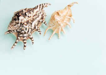 Frame from shells of various types on a blue background. Seashells and corals on a pastel background. vacation concept. flat Flat lay. Top view.