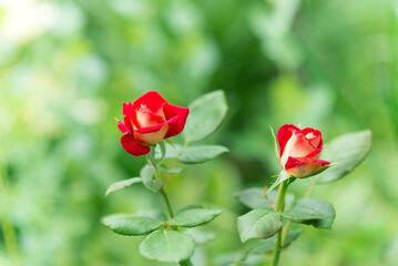 red roses in the garden, close-up, selective focus