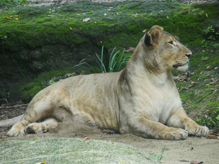 African Lion resting in Jungle