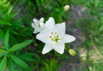 Beautiful lily flower on a background of green leaves. Lily flowers in the garden. Spring floral background.	