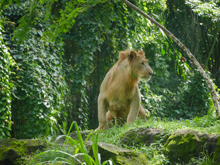 Naklejka na ściany i meble African Lion in Park roaming