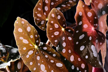 Begonia maculata plant on black background. Trout begonia leaves with white dots and metallic shimmer, close up. Spotted begonia houseplant with pink lanceolate leaves and red underside. © Love-Pics