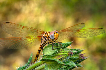 Macro shots, Beautiful nature scene dragonfly.   