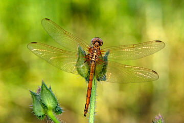 Macro shots, Beautiful nature scene dragonfly.   