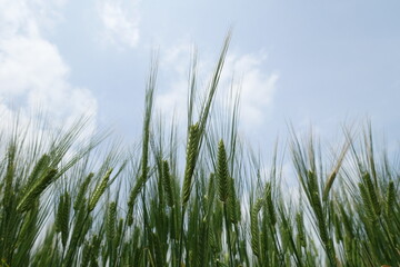 天に伸びる稲穂