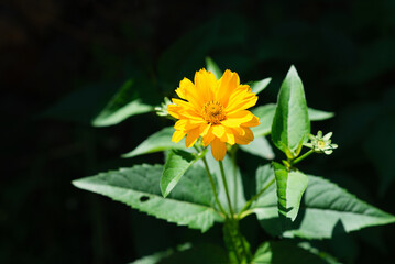 Echinacea yellow, yellow flowers in the garden	