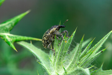 Close up  beautiful  insect in the garden